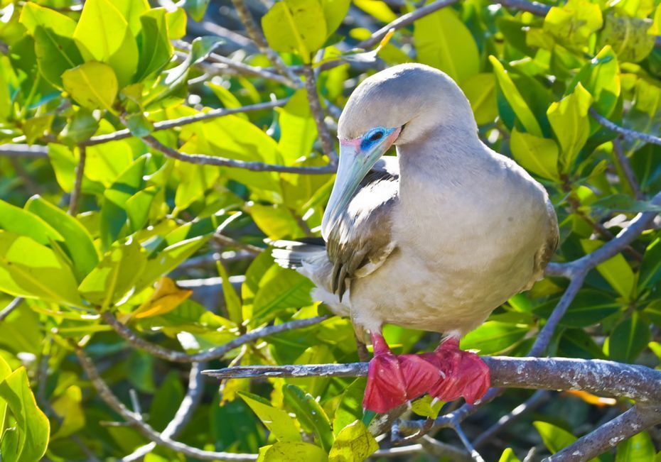 Galapagos Cruise - Wildlife, animals, red-footed booby