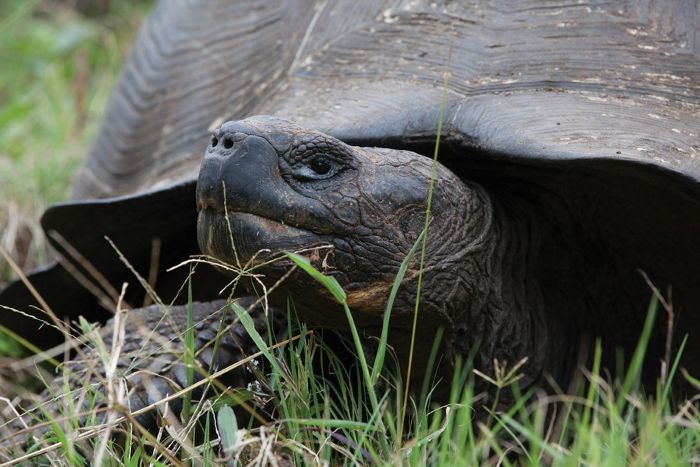 Galapagos All Inclusive tortoise misc
